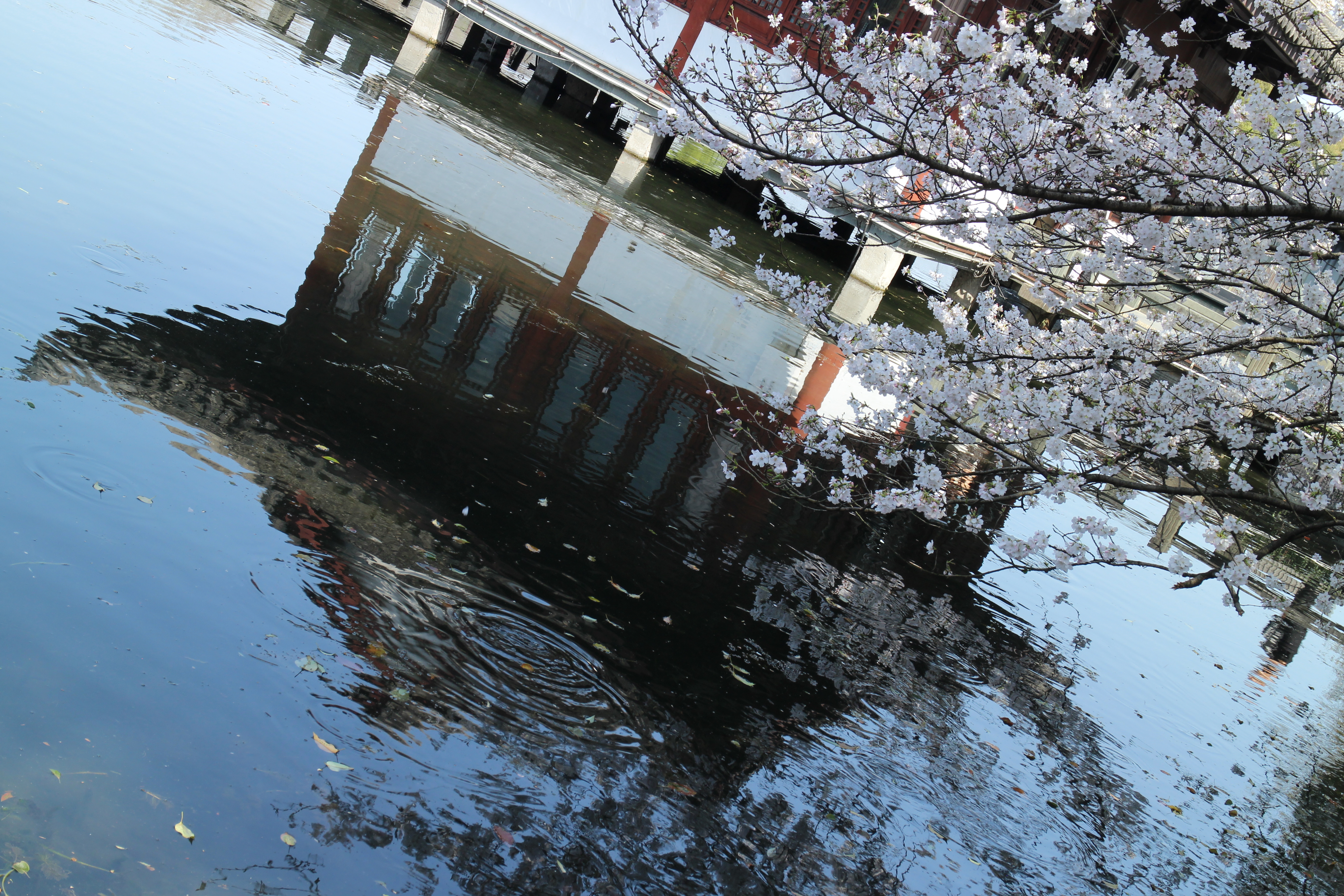 Featured image of post 我的第一篇博客——Markdown基础语法